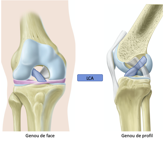 Rééducation Ligament Croisé Antérieur - Exercices