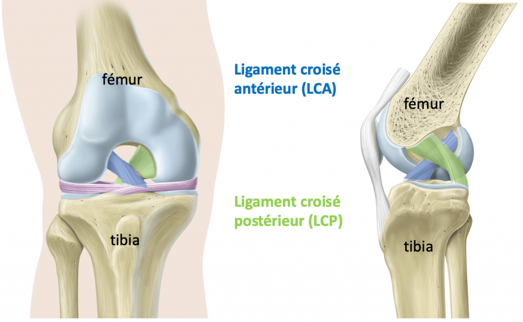 Opération Rupture Ligament Croisé Antérieur HJEGK — free download