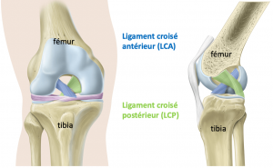 Schéma Ligaments Croisés